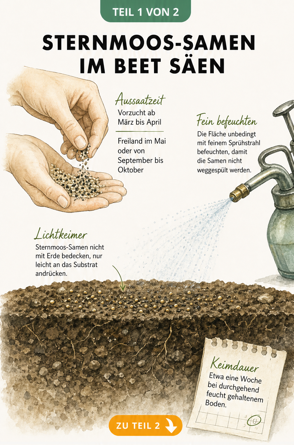 Illustration zur Aussaat von Sternmoos-Samen im Beet mit Sandmischung und Sprühflasche