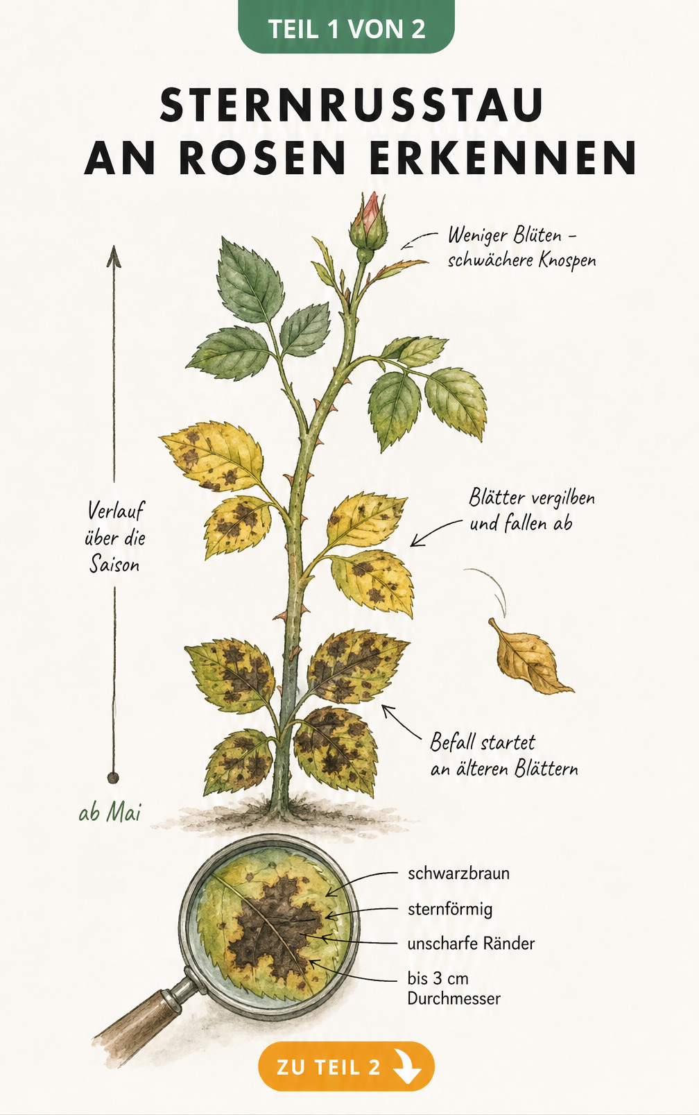 Botanische Illustration eines Rosentriebs mit Sternrußtau-Symptomen: schwarzbraune, sternförmige Flecken, gelbe Blätter und kümmerliche Knospe.