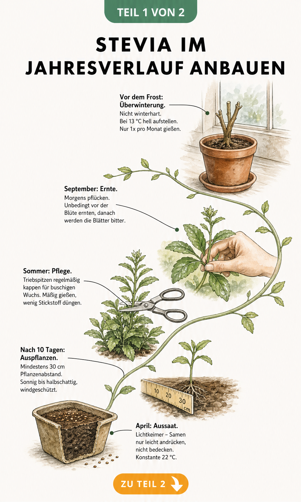 Illustrierter Zeitstrahl zum Anbau von Stevia von der Aussaat im April bis zur Überwinterung vor dem Frost.