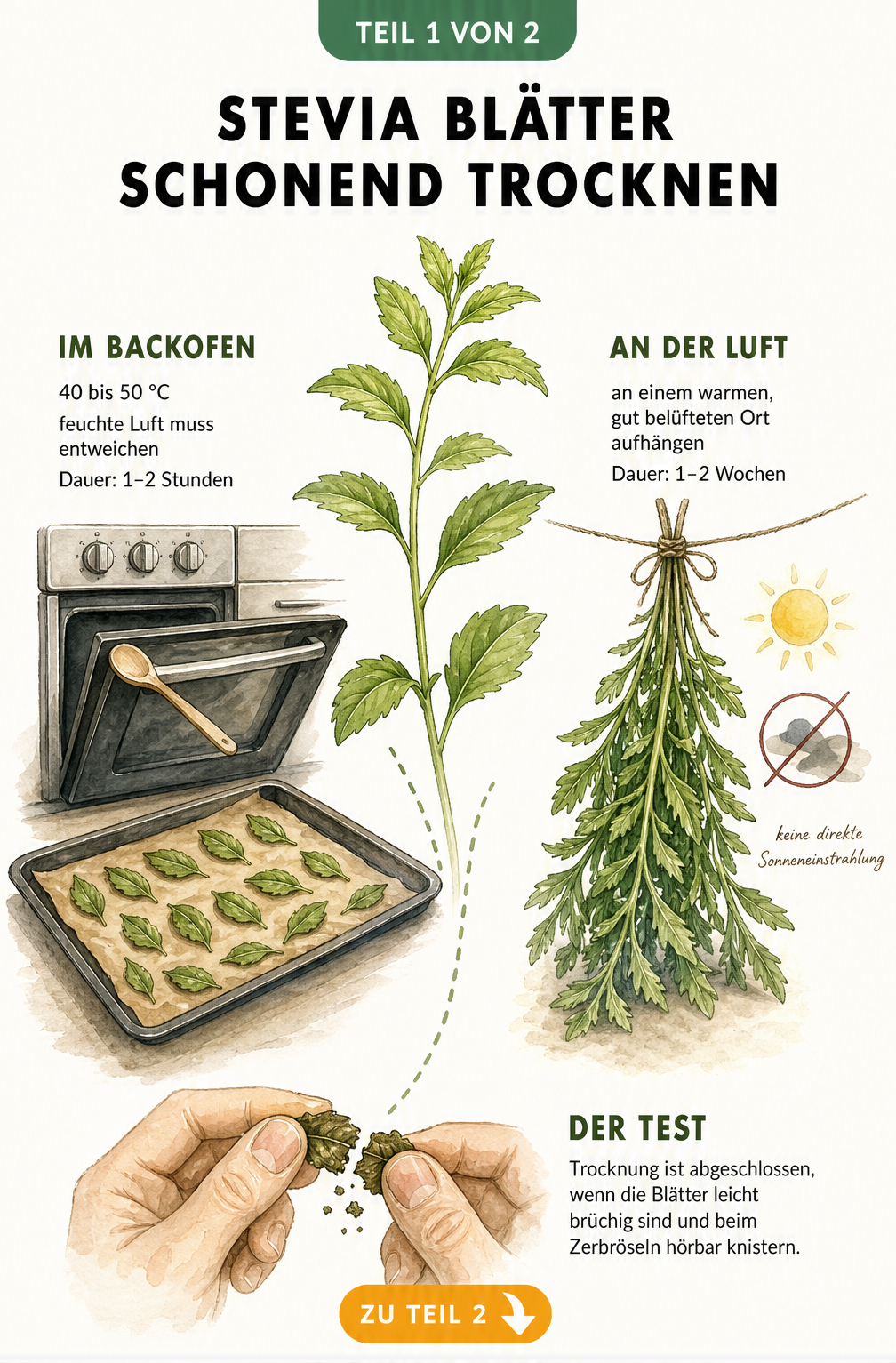 Illustration der zwei Methoden zum Trocknen von Stevia-Blättern: im Backofen bei 40 bis 50 Grad und an der Luft als hängendes Bündel.