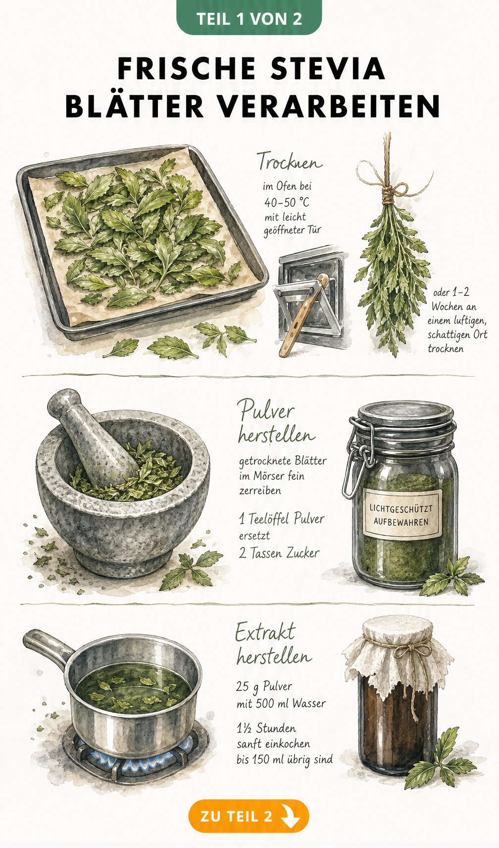 Illustration der Stevia-Verarbeitung: Trocknung frischer Blätter im Ofen oder an der Luft, Pulverherstellung im Mörser und Extraktherstellung im Kochtopf.