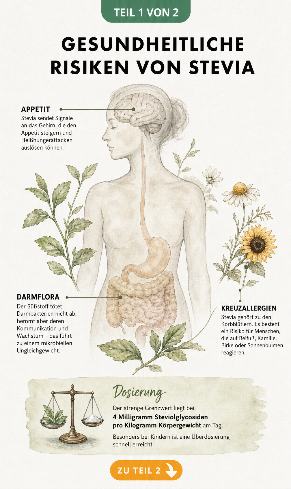 Illustration eines menschlichen Torsos mit Stevia-Blättern, die gesundheitliche Risiken wie Appetitsteigerung, Darmflora-Ungleichgewicht, Kreuzallergien und...