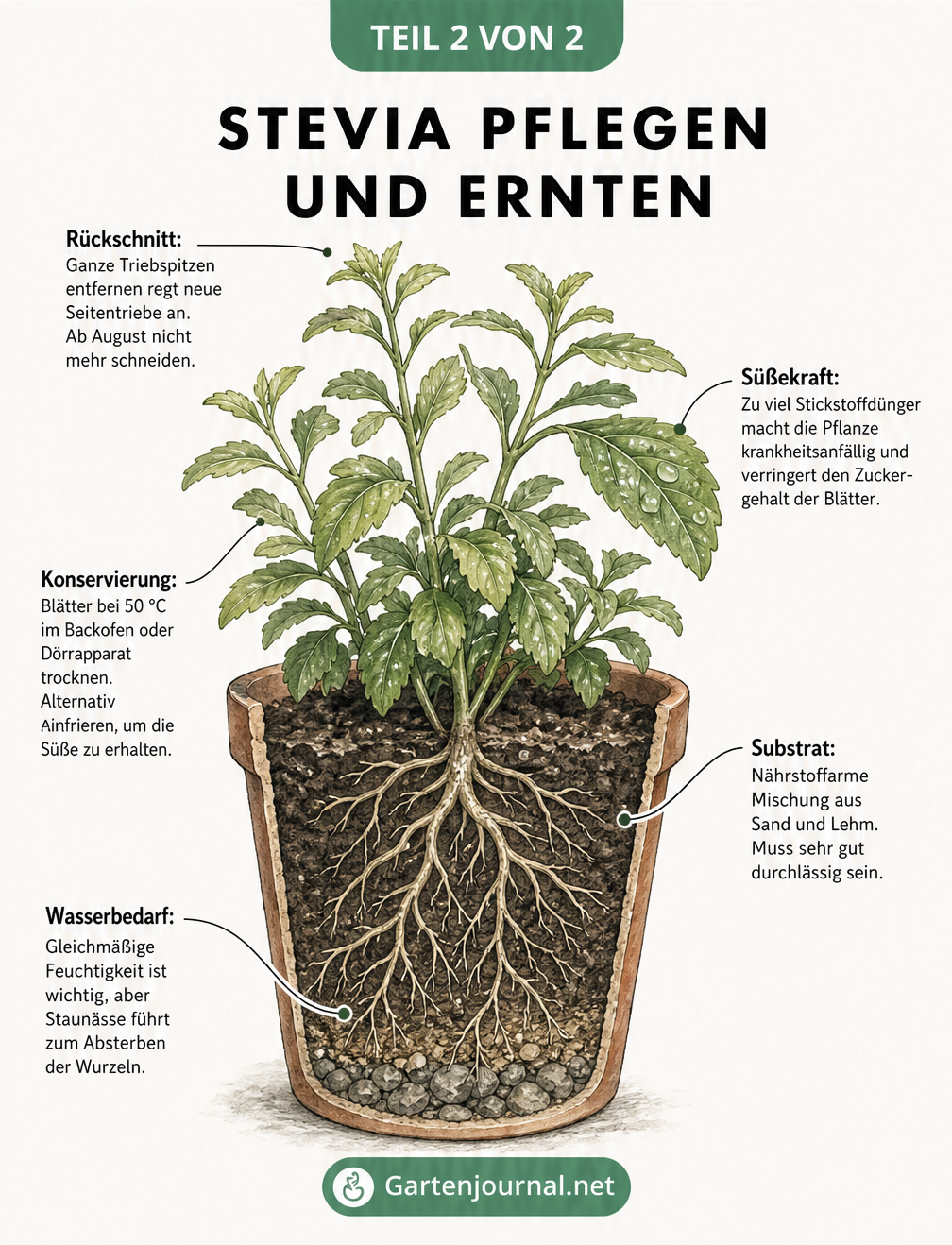 Detaillierte botanische Illustration einer Stevia-Pflanze im Topf mit Hinweisen zu Rückschnitt, Substrat und Wasserbedarf.