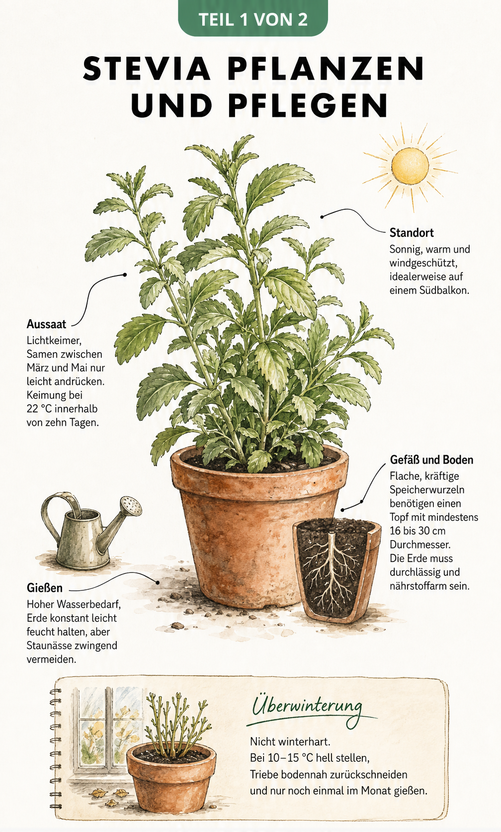 Illustration einer Stevia-Pflanze im Terrakotta-Topf mit Hinweisen zu Standort, Aussaat, Erde, Gießen und Überwinterung