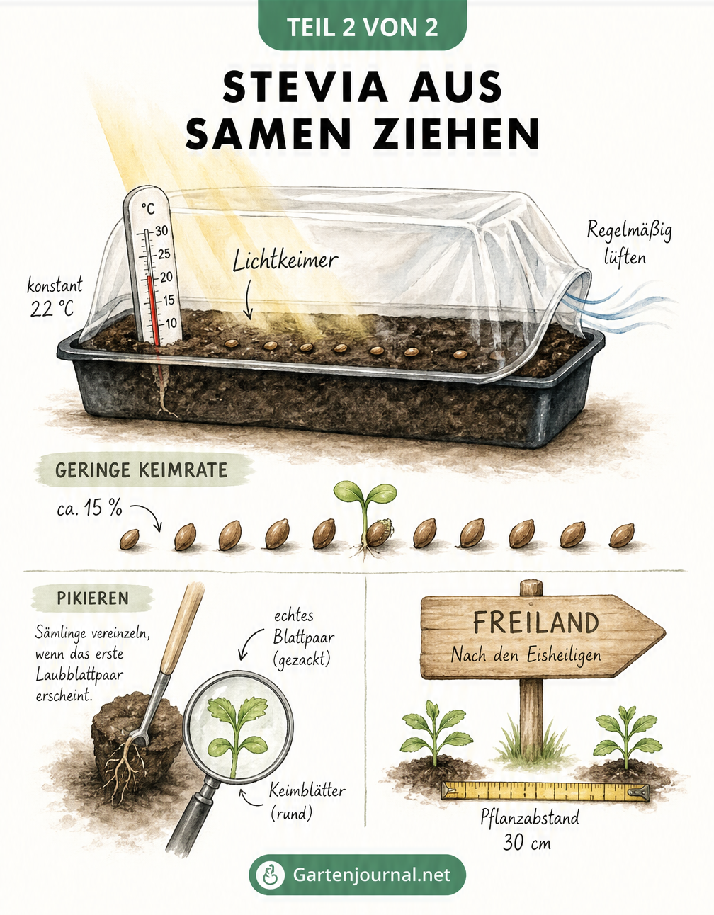 Querschnitt einer Anzuchtschale mit Stevia-Samen als Lichtkeimer, Temperaturanzeige und pikiertem Sämling.