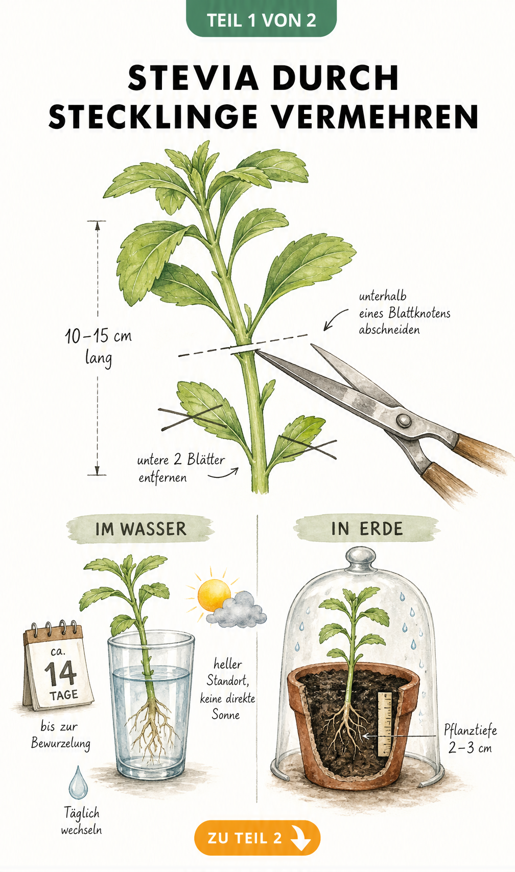 Botanische Illustration zur Vermehrung von Stevia durch Stecklinge, die das Schneiden des Triebs und die Bewurzelung in Wasser und Erde zeigt.