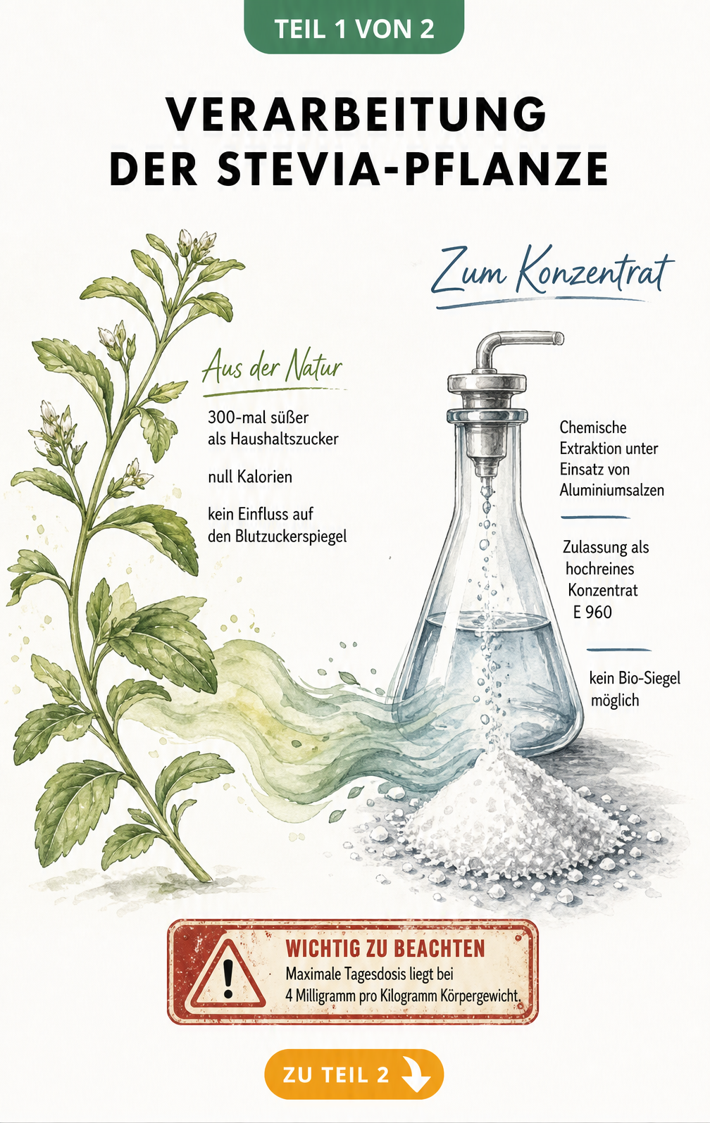 Illustration der Stevia-Verarbeitung vom natürlichen Honigkraut zum industriellen weißen Pulver E 960