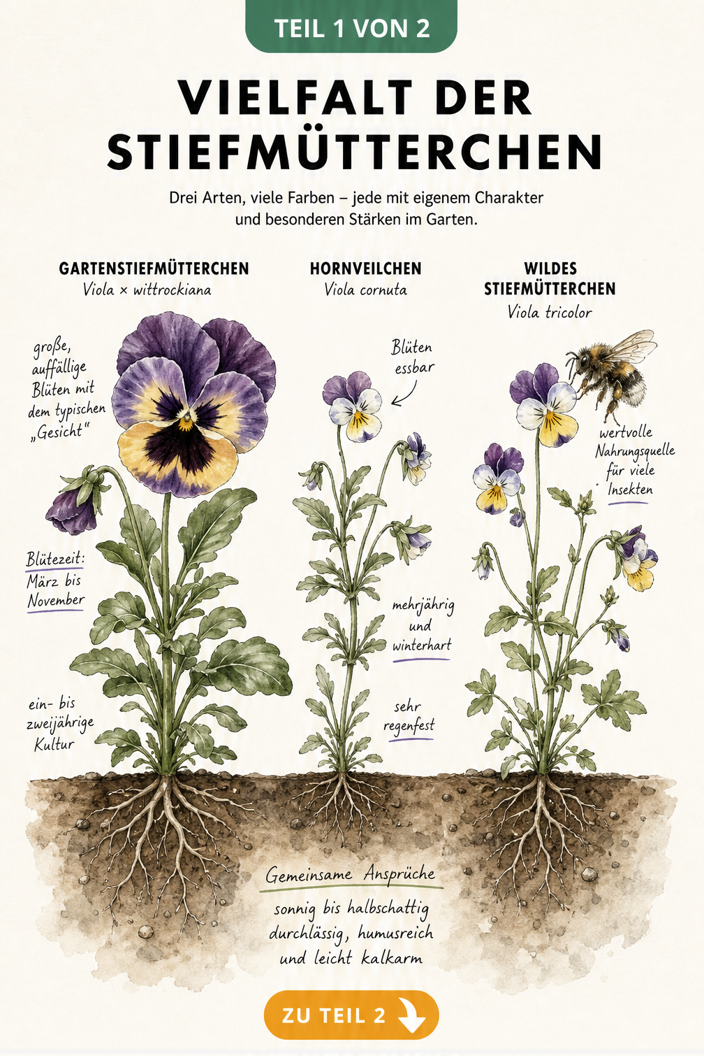 Botanische Illustration von Gartenstiefmütterchen, Hornveilchen und Wildem Stiefmütterchen im Größenvergleich