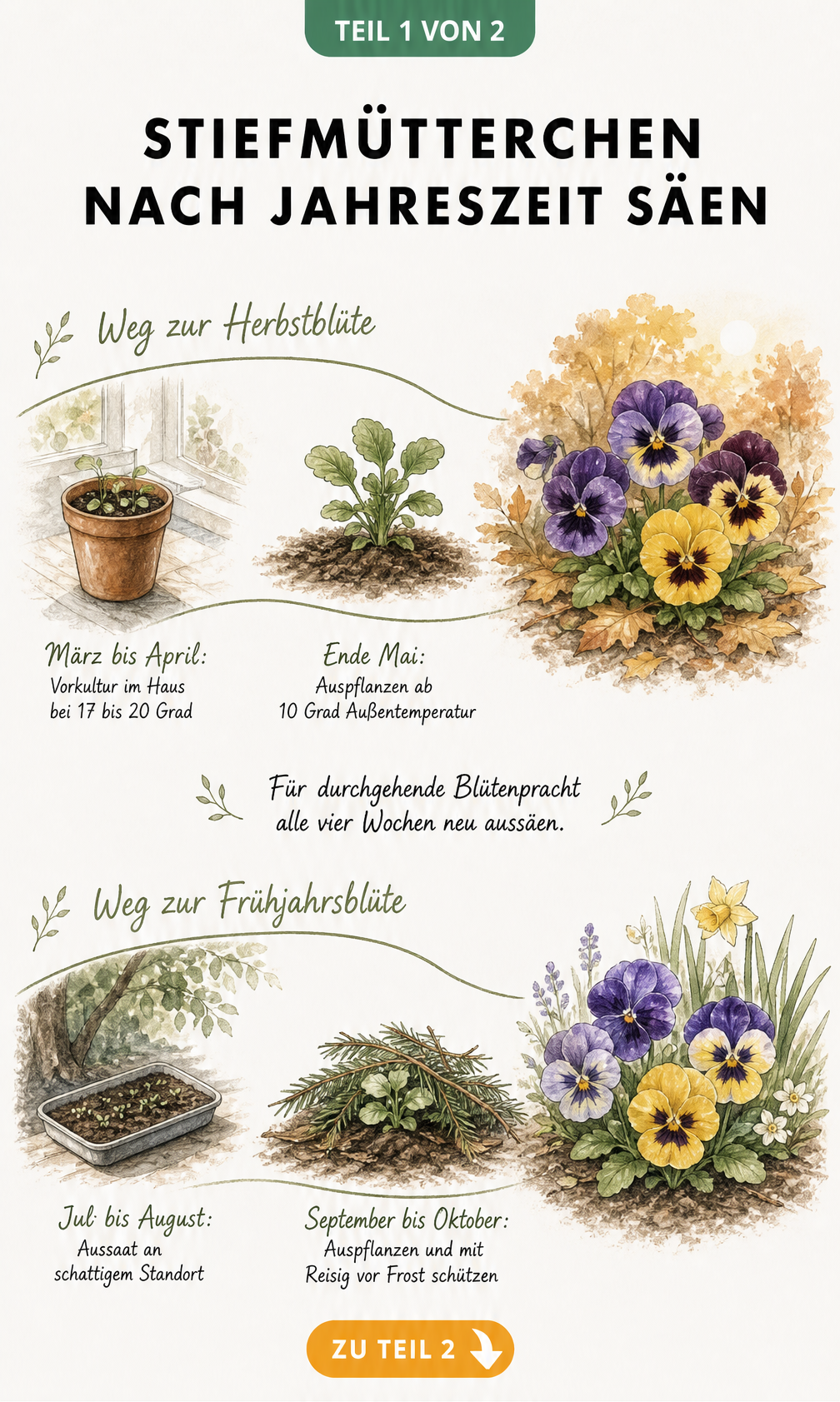 Illustration der Aussaatzeiten für Stiefmütterchen mit Zeitachsen für Herbst- und Frühjahrsblüte