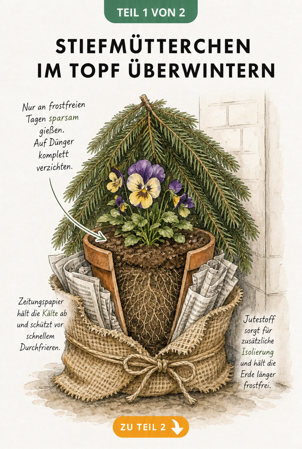 Schnittzeichnung eines winterfesten Gartenbeets mit Stiefmütterchen, Rindenmulch, Herbstlaub, Gartenvlies und Tannenzweigen