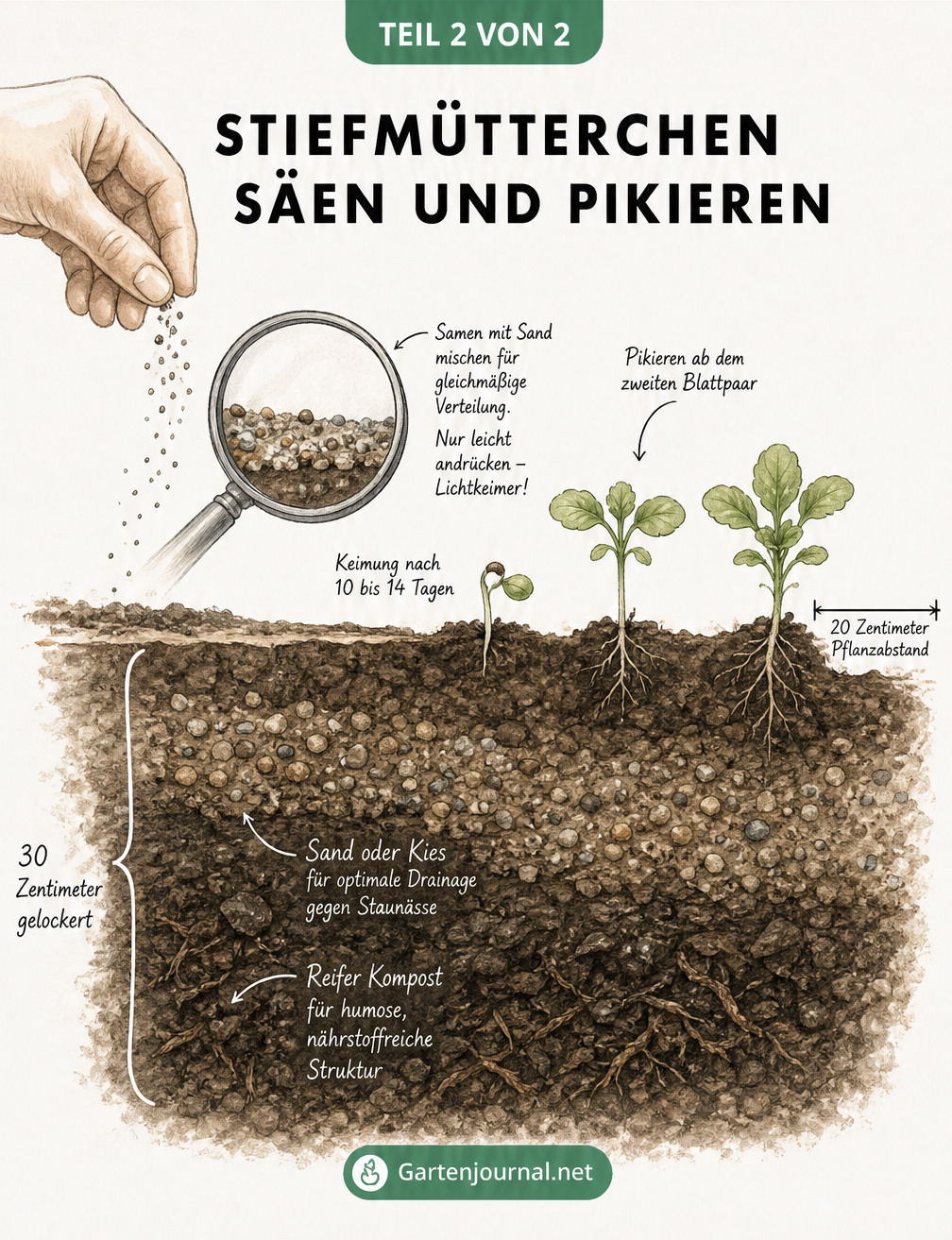 Querschnitt eines Gartenbeets mit Erdschichten, Aussaat und Keimlingen von Stiefmütterchen