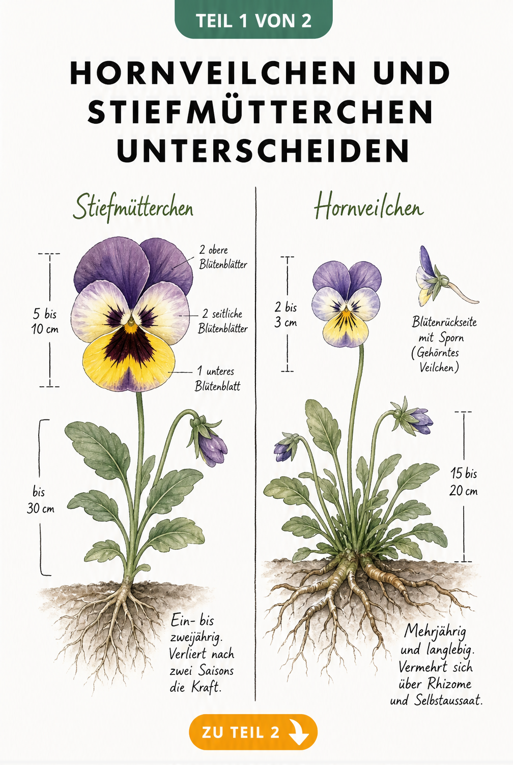 Botanische Illustration von Stiefmütterchen und Hornveilchen im Vergleich mit Wuchshöhe und Wurzelwerk