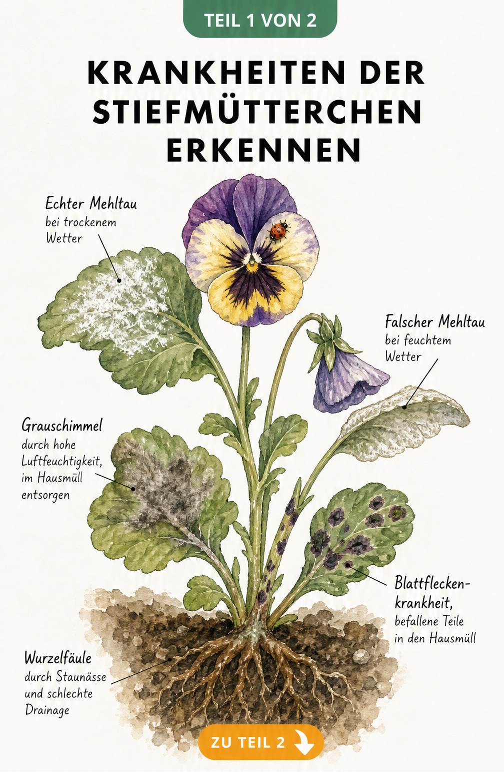 Botanische Illustration eines Stiefmütterchens mit Schadbildern von Mehltau, Grauschimmel, Blattfleckenkrankheit und Wurzelfäule