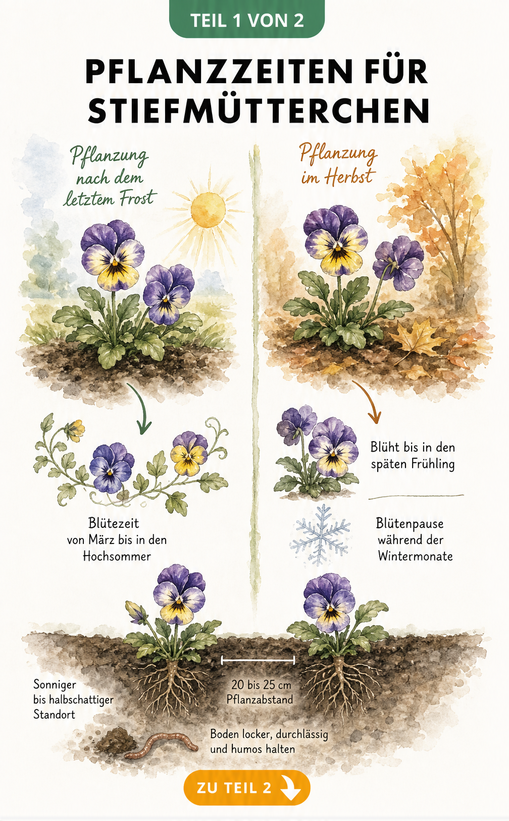 Illustration der Pflanzzeiten für Stiefmütterchen im Frühjahr und Herbst mit Blütezeiten und Pflanzabstand