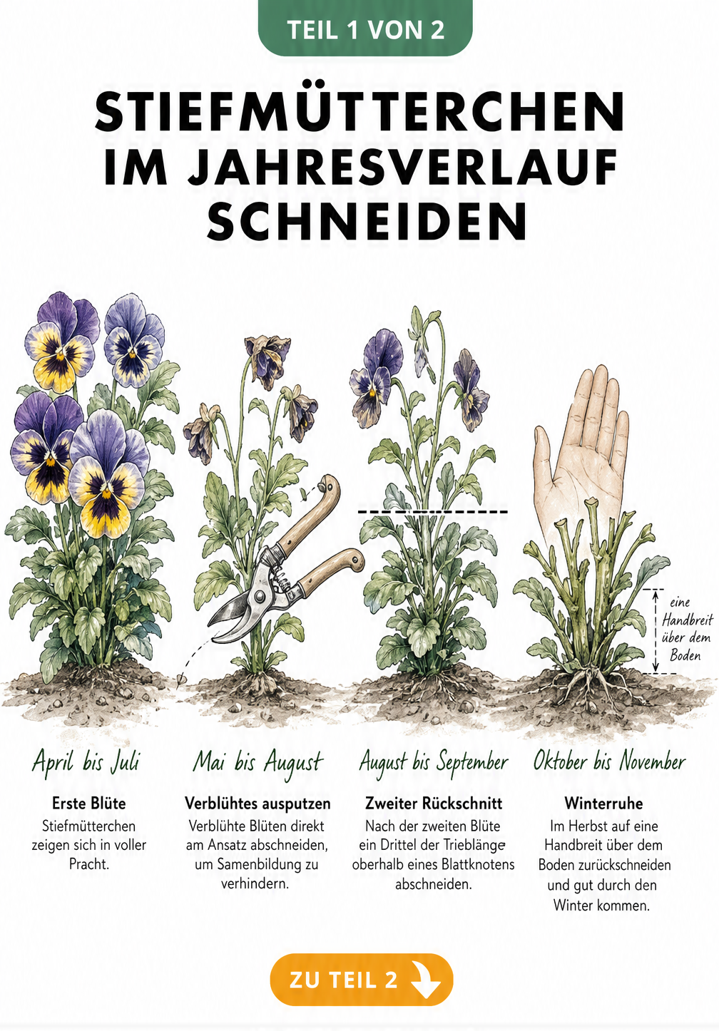 Botanische Illustration einer Stiefmütterchen-Pflanze im Jahresverlauf mit Markierungen für den Rückschnitt