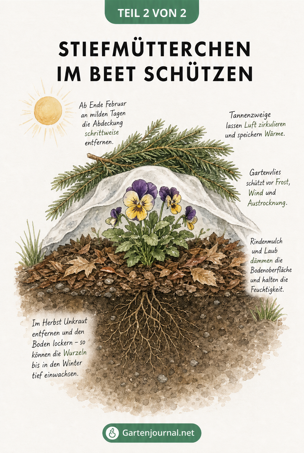 Botanische Illustration eines Stiefmütterchens im Terrakotta-Topf mit Isolierung aus Zeitungspapier, Jutestoff und Tannenzweigen