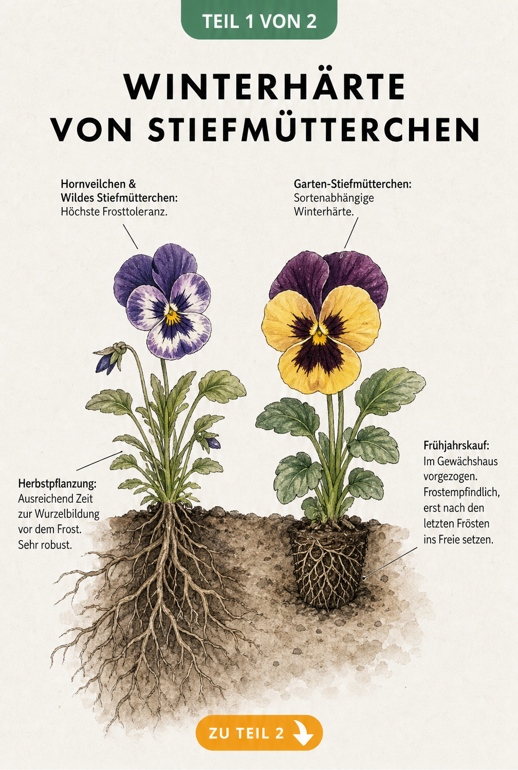 Botanische Illustration zweier Stiefmütterchen, die die Winterhärte von Hornveilchen bei Herbstpflanzung und Garten-Stiefmütterchen bei Frühjahrskauf...