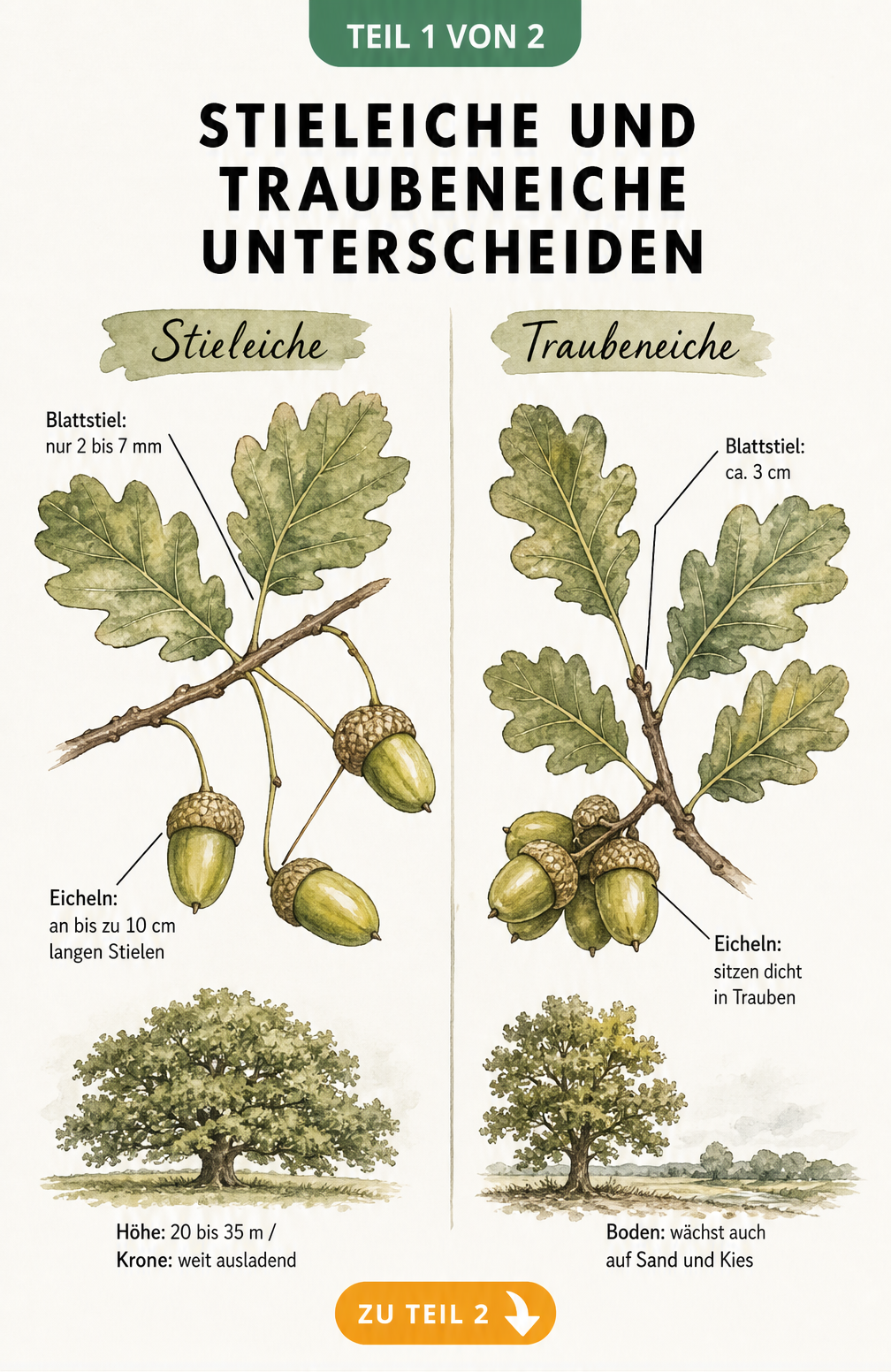 Botanische Gegenüberstellung von Stieleiche und Traubeneiche mit Fokus auf Blattstiel und Fruchtstiel