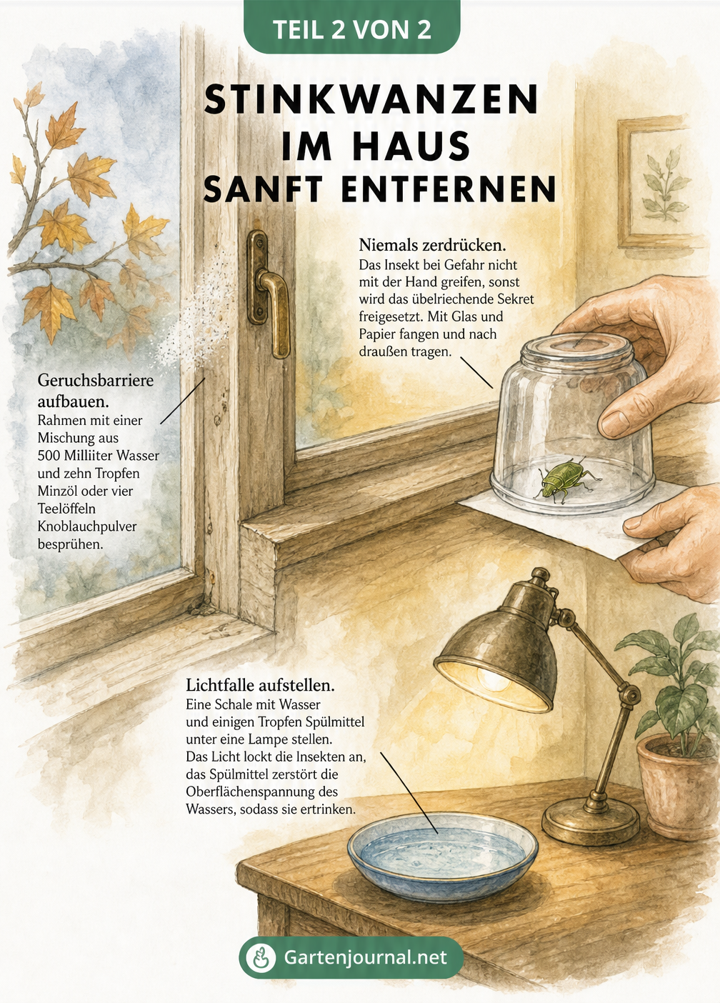 Aquarell-Zeichnung eines Fensters mit Tipps zur sanften Entfernung von Stinkwanzen: Geruchsbarriere, Glas-Fangmethode und Lichtfalle