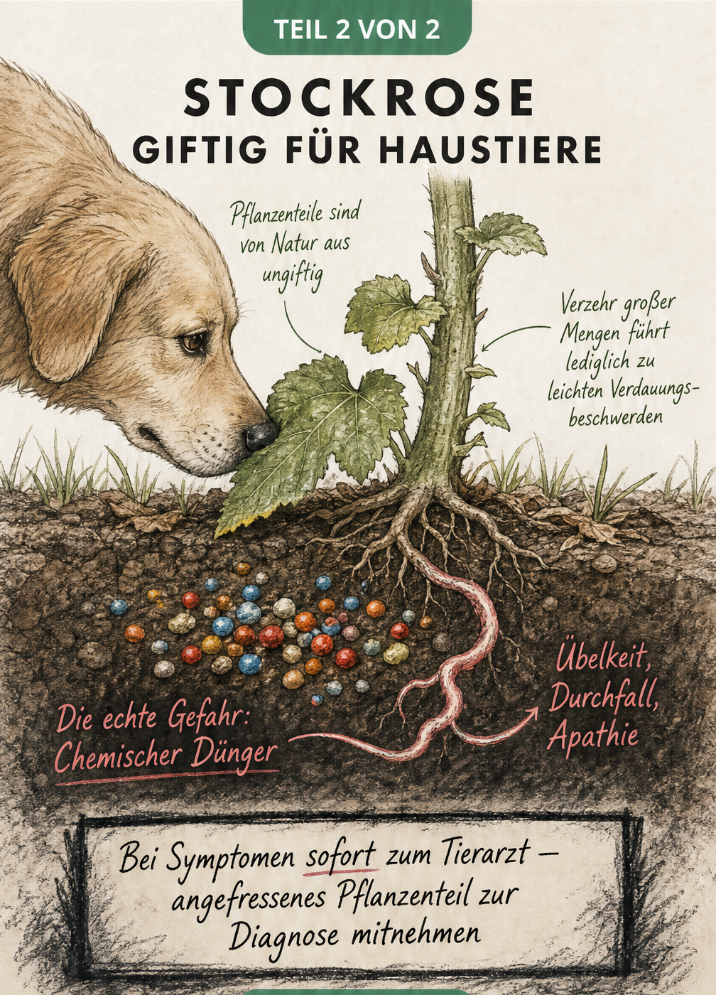 Illustration eines Hundes an einer Stockrose mit Fokus auf chemischen Dünger als eigentliche Gefahr.