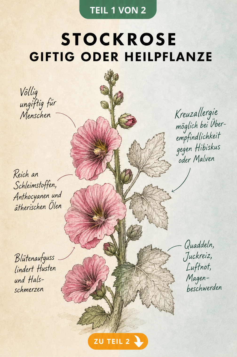 Botanische Illustration einer Stockrose, die ihre Heilkraft und mögliche allergische Reaktionen zeigt.