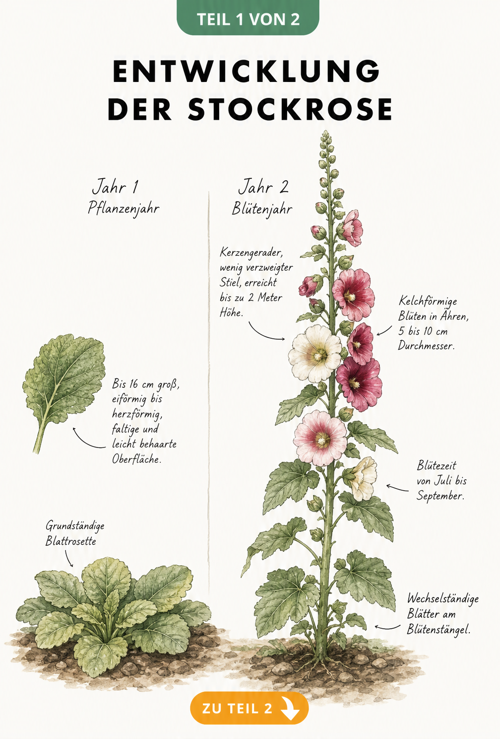 Botanische Illustration der Stockrose im ersten und zweiten Jahr mit Blattrosette und Blüten