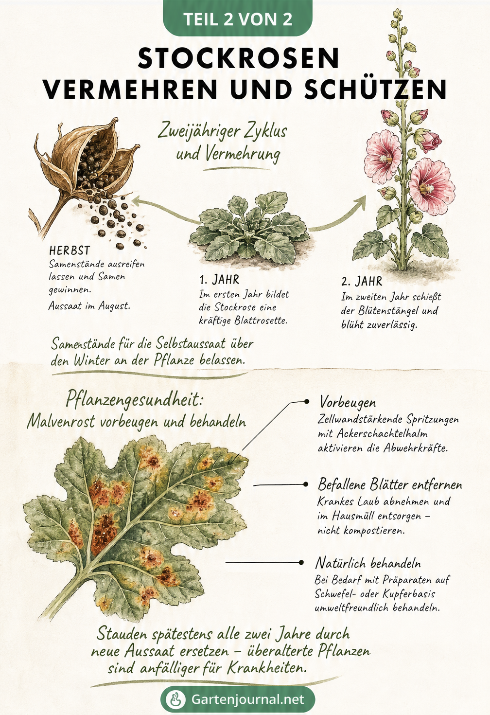 Illustration zur Vermehrung von Stockrosen durch Samen und Tipps zur Vorbeugung und Bekämpfung von Malvenrost
