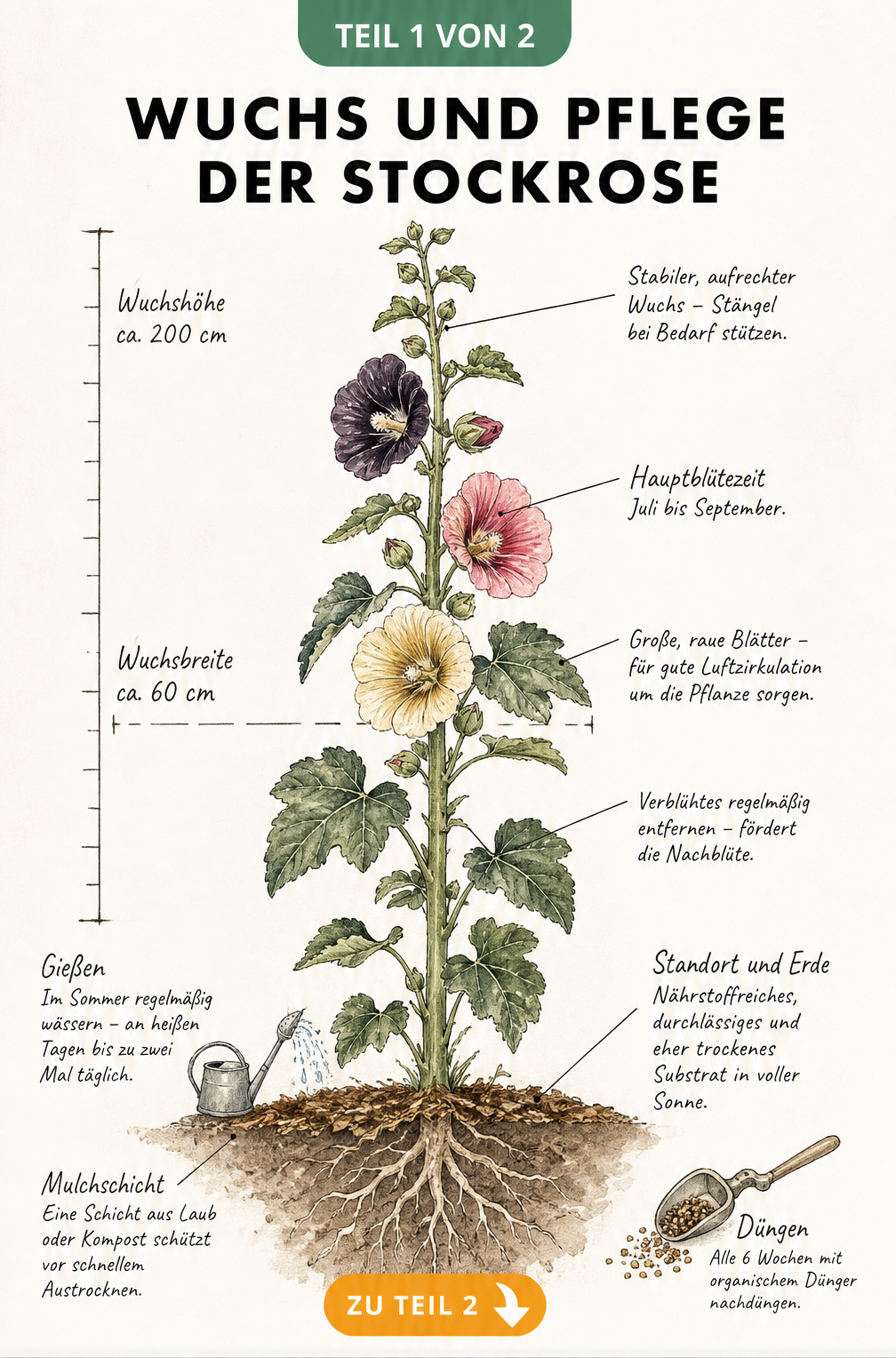 Botanische Illustration einer Stockrose mit Maßstab, Blütezeit und Pflegehinweisen zu Boden, Gießen und Düngen