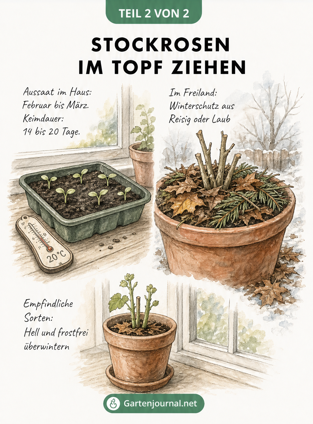 Zeichnung von Stockrosen-Keimlingen in einer Anzuchtschale und einem abgedeckten Topf im Winter