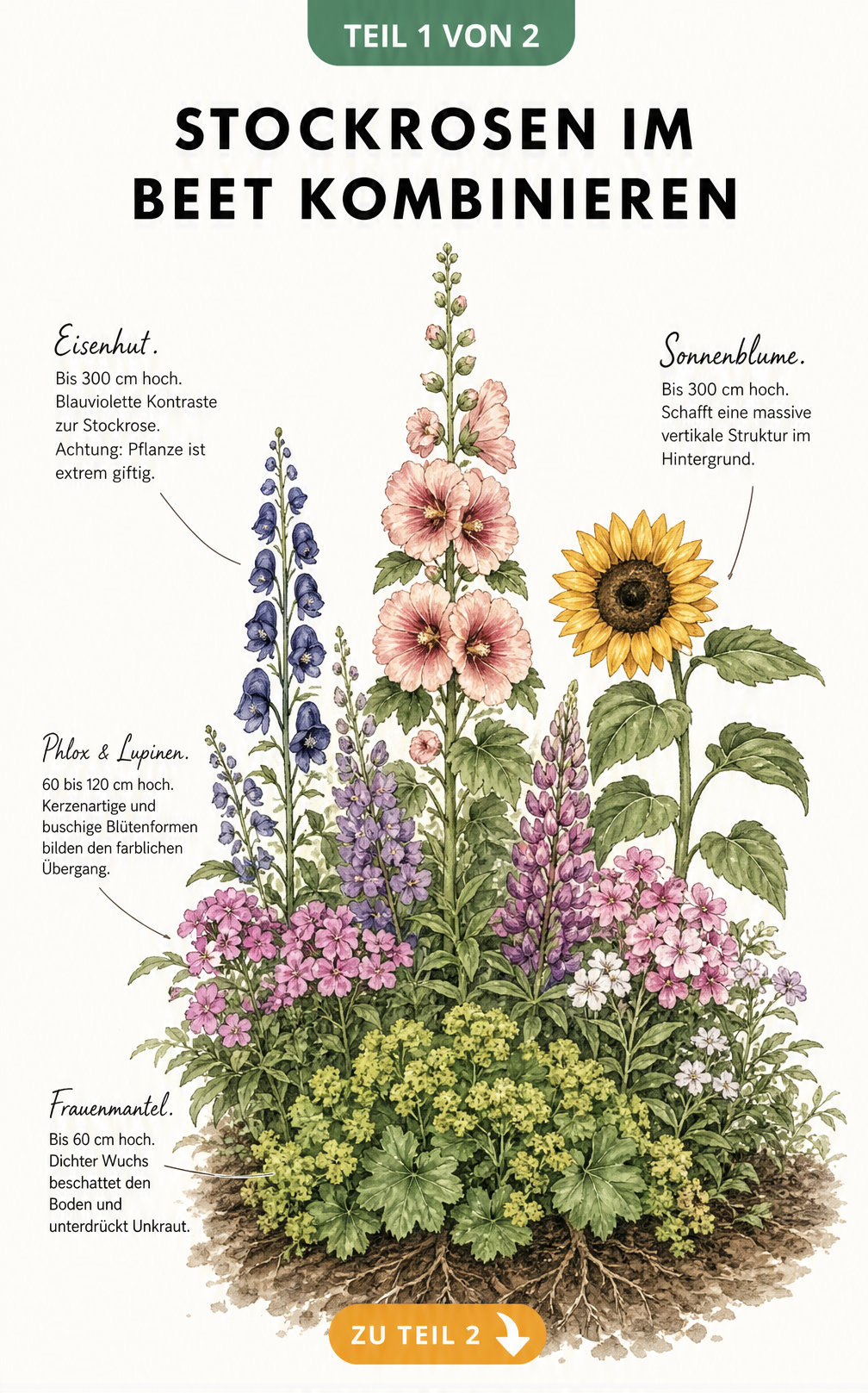 Botanische Querschnitts-Ansicht eines Gartenbeets mit Stockrosen, Frauenmantel, Phlox, Lupinen, Eisenhut und Sonnenblumen in drei Höhenebenen.