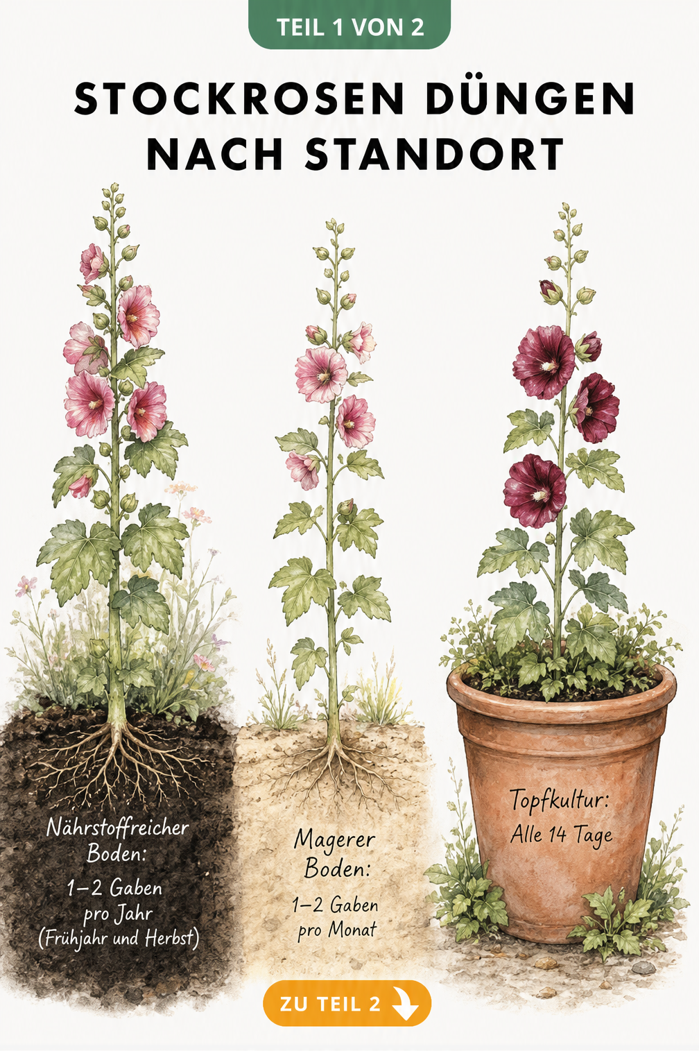 Illustration von drei Stockrosen in unterschiedlichen Böden mit Düngeempfehlungen