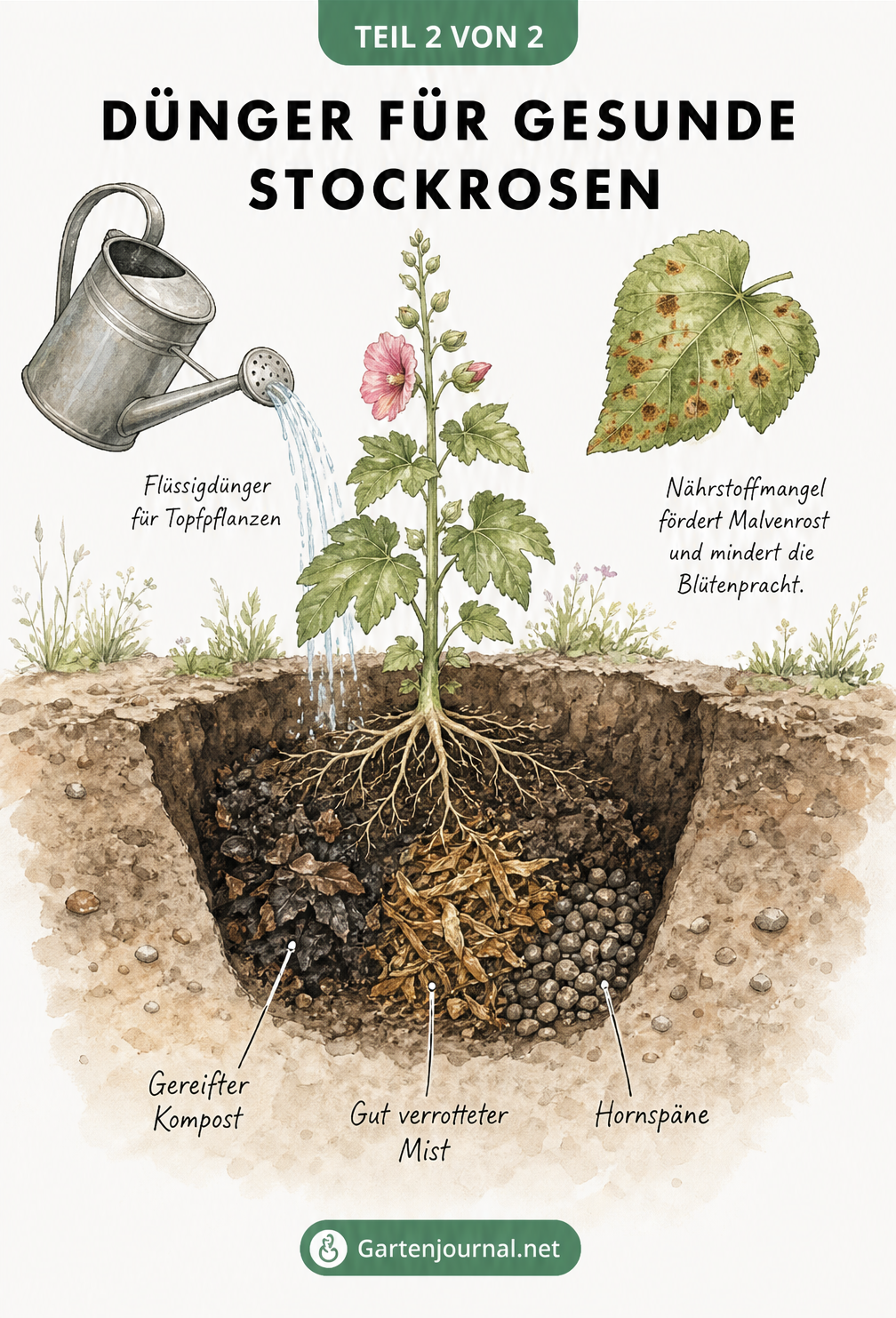 Illustration einer Pflanzgrube mit Stockrose, Kompost, Mist und Hornspänen