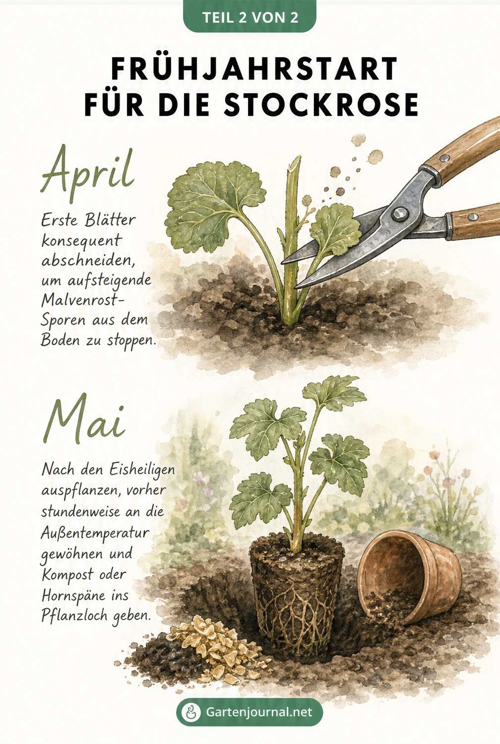 Illustration zum Frühjahrsstart von Stockrosen mit Rückschnitt im April und Auspflanzen im Mai