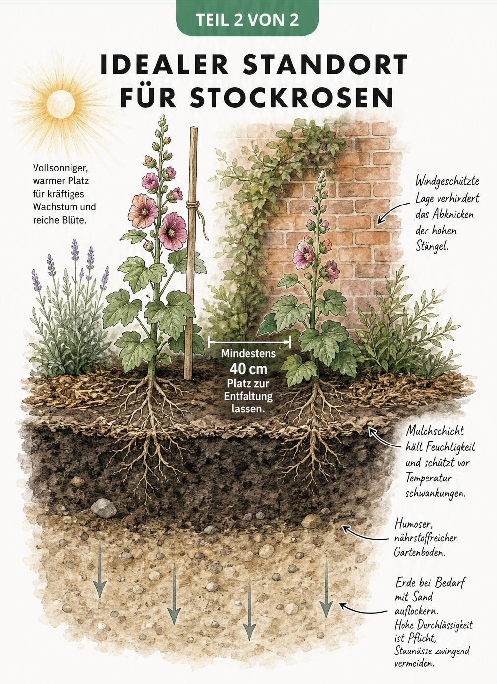 Querschnitt durch ein Gartenbeet mit einer Stockrose an einer Ziegelmauer, der den idealen Standort und die Bodenbeschaffenheit zeigt.