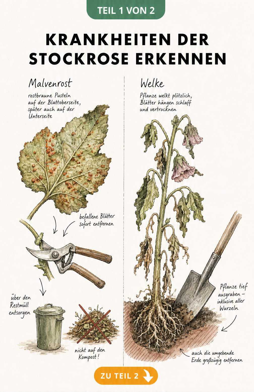 Illustration von Malvenrost und Welke an Stockrosen mit Hinweisen zur Entsorgung