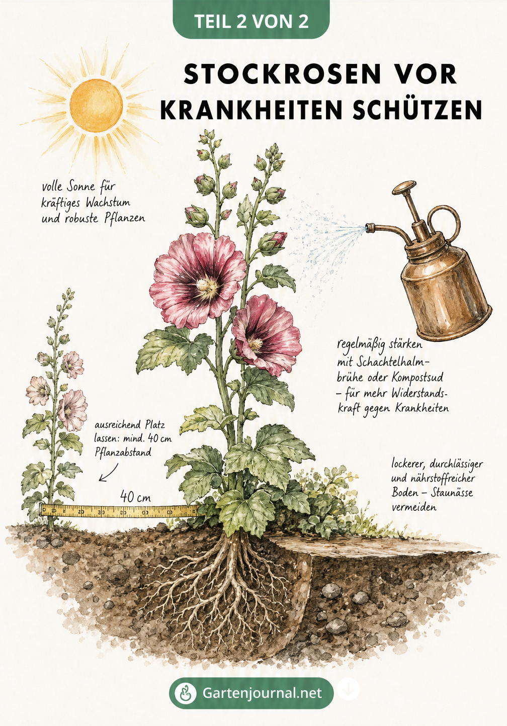 Aquarell-Illustration einer gesunden Stockrose mit Tipps zu Standort, Pflanzabstand und Pflege