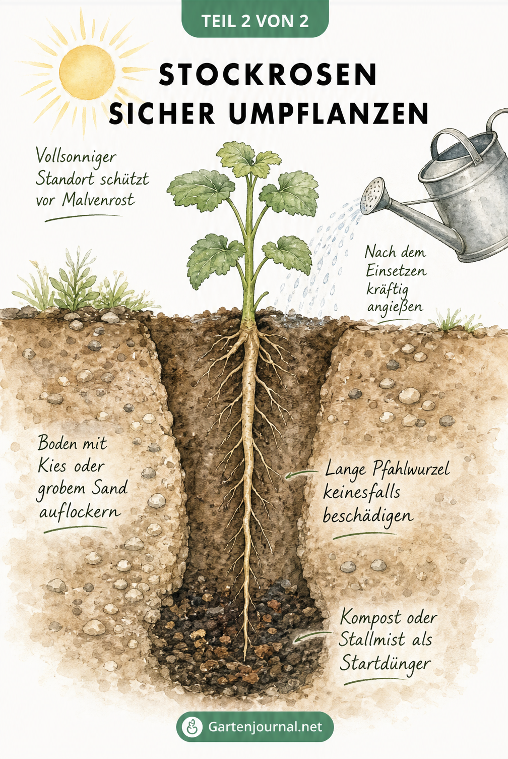 Querschnitt durch den Boden mit einer Stockrose, der die lange Pfahlwurzel, das Pflanzloch mit Kompost und die Bodenauflockerung zeigt.