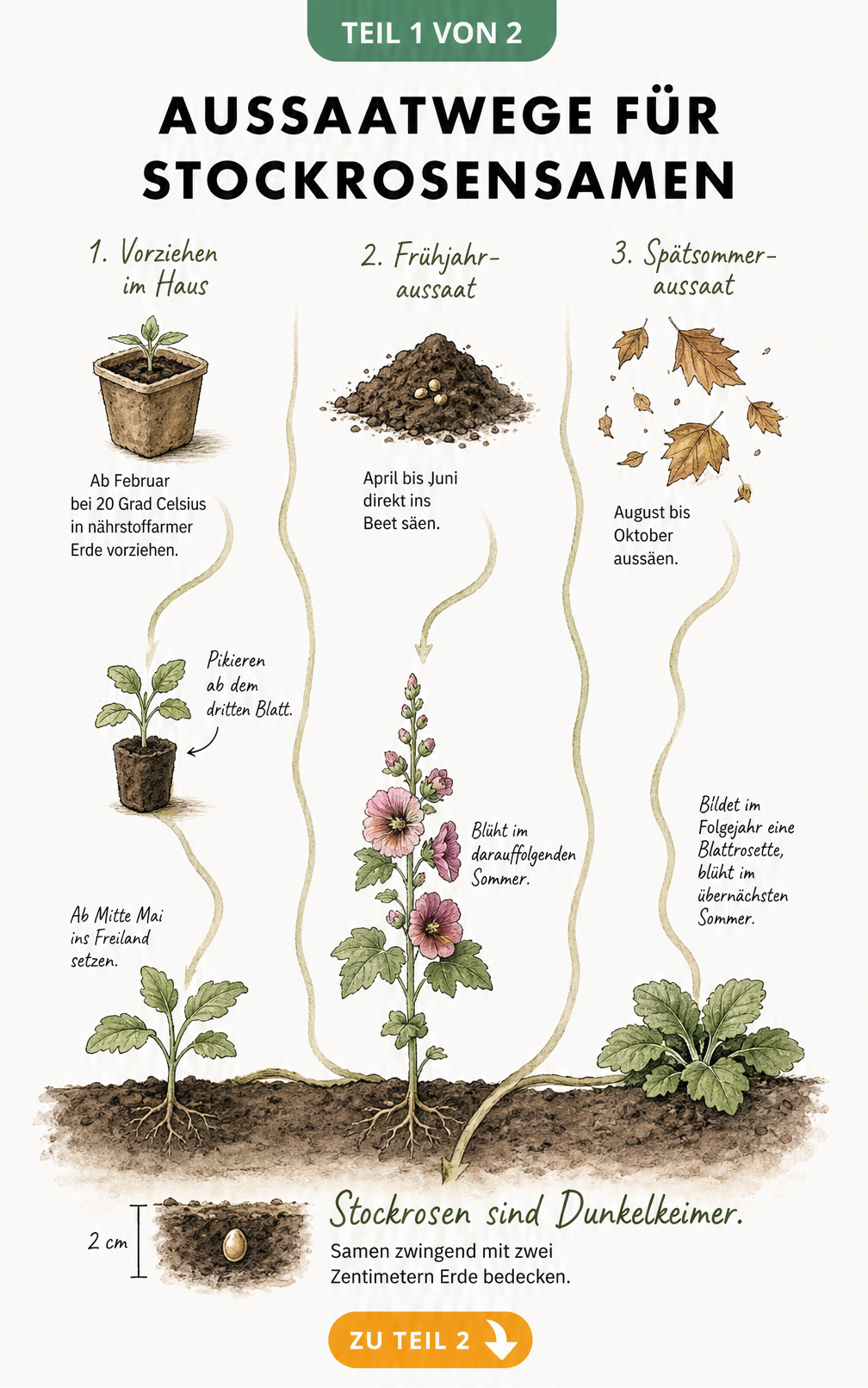Botanische Skizze der drei Aussaat-Methoden für Stockrosensamen: Vorziehen im Haus, Frühjahrsaussaat und Spätsommer-Aussaat.