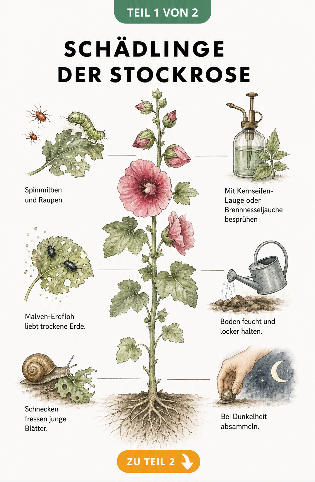 Botanische Illustration einer Stockrose mit typischen Schädlingen wie Schnecken, Malven-Erdfloh, Spinnmilben und Raupen sowie natürlichen Gegenmaßnahmen.
