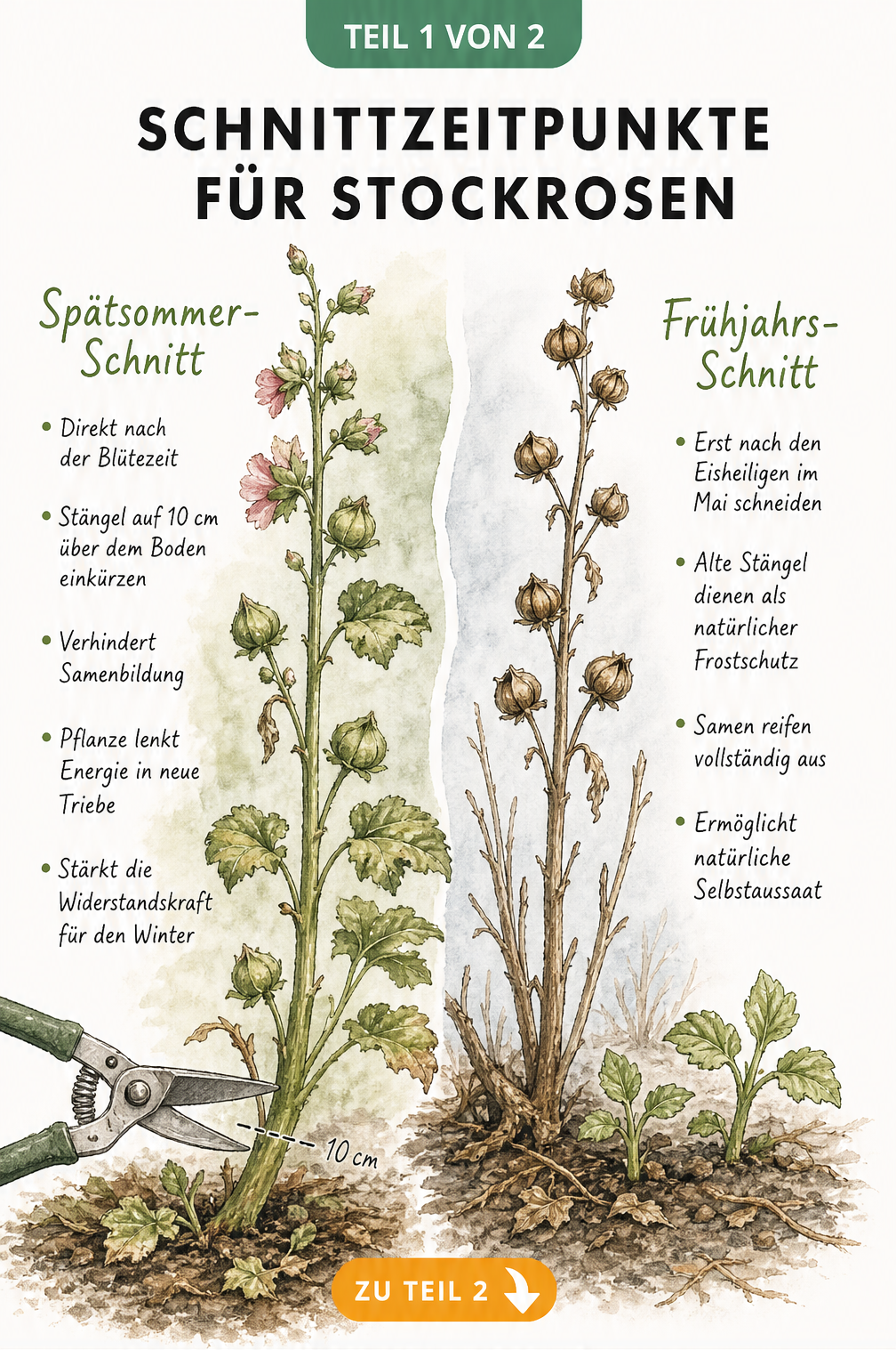 Botanische Illustration einer Stockrose, die den Rückschnitt im Spätsommer und Frühjahr zeigt.