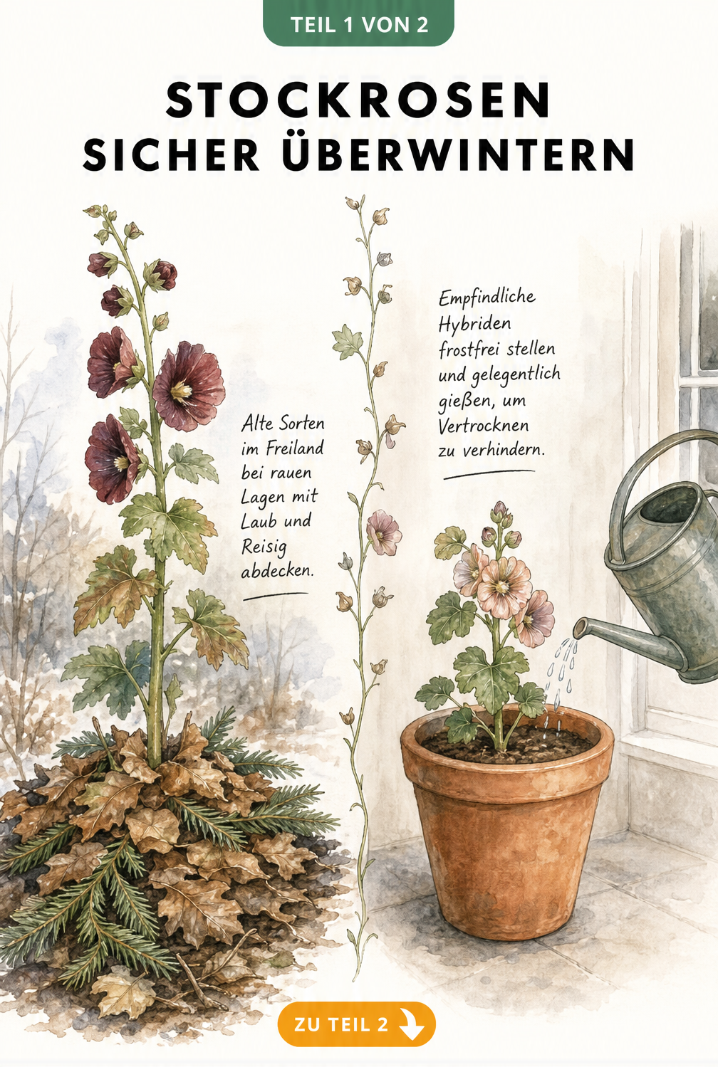 Illustration einer Stockrose im Freiland mit Laubabdeckung und einer Stockrose im Topf im Innenraum