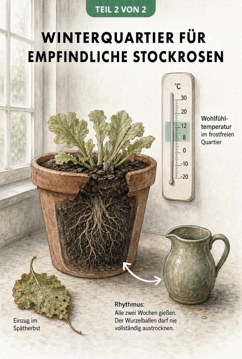 Illustration einer nicht winterharten Stockrose in einem Terrakotta-Topf in einem kühlen Raum mit einem Thermometer, das 8 bis 12 Grad anzeigt.