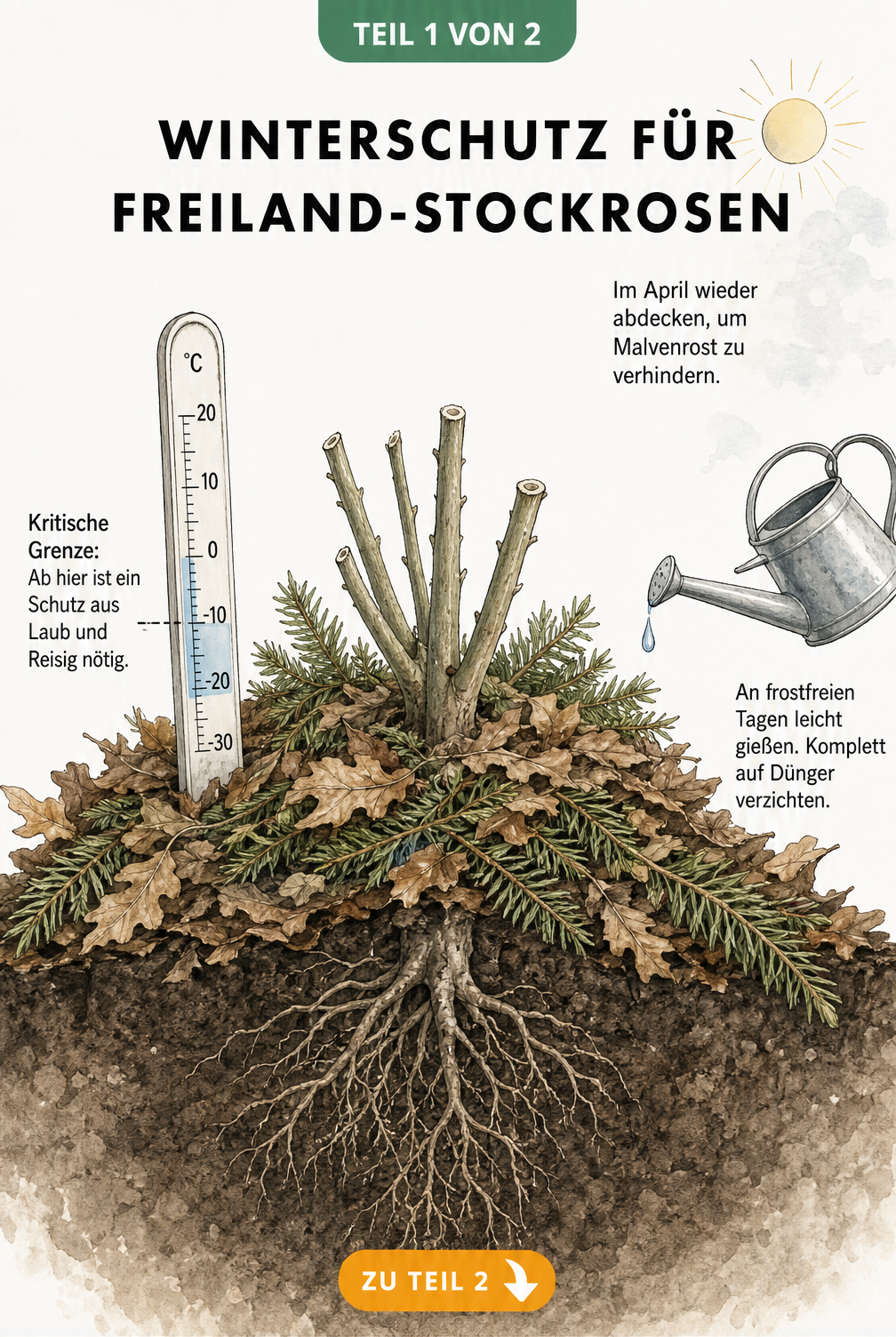 Illustration eines Gartenbeets im Winter mit einer zurückgeschnittenen Stockrose, geschützt durch Herbstlaub und Tannenzweige, sowie einem Thermometer bei -8...
