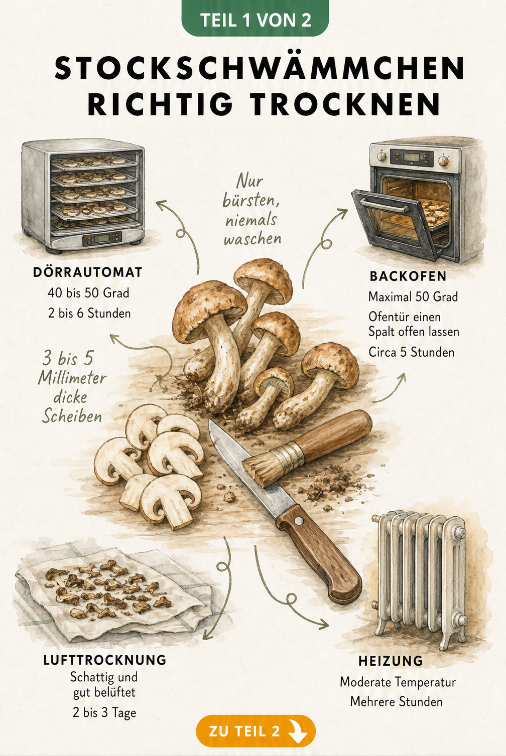 Illustration eines Stockschwämmchens, das in Scheiben geschnitten wird, umgeben von vier Trocknungsmethoden: Dörrautomat, Backofen, Lufttrocknung und Heizung.