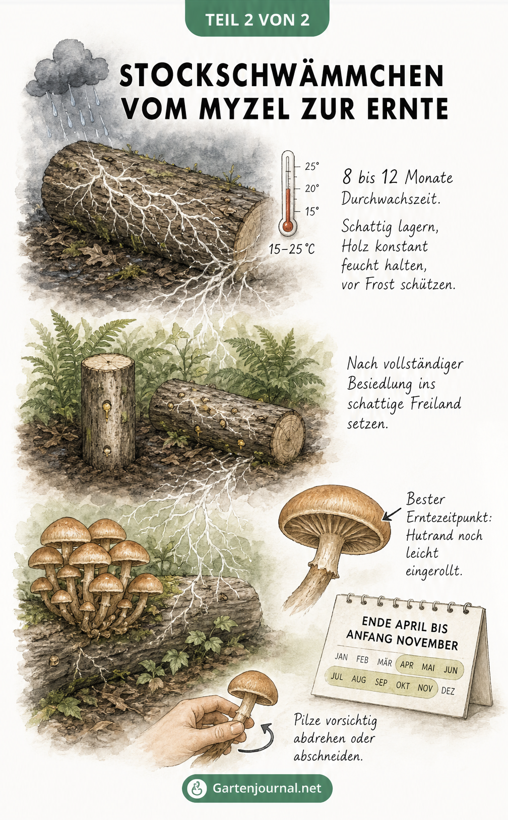 Illustration des Wachstumszyklus von Stockschwämmchen, von der Durchwachszeit über die Platzierung im Freiland bis zur Ernte der Pilze.