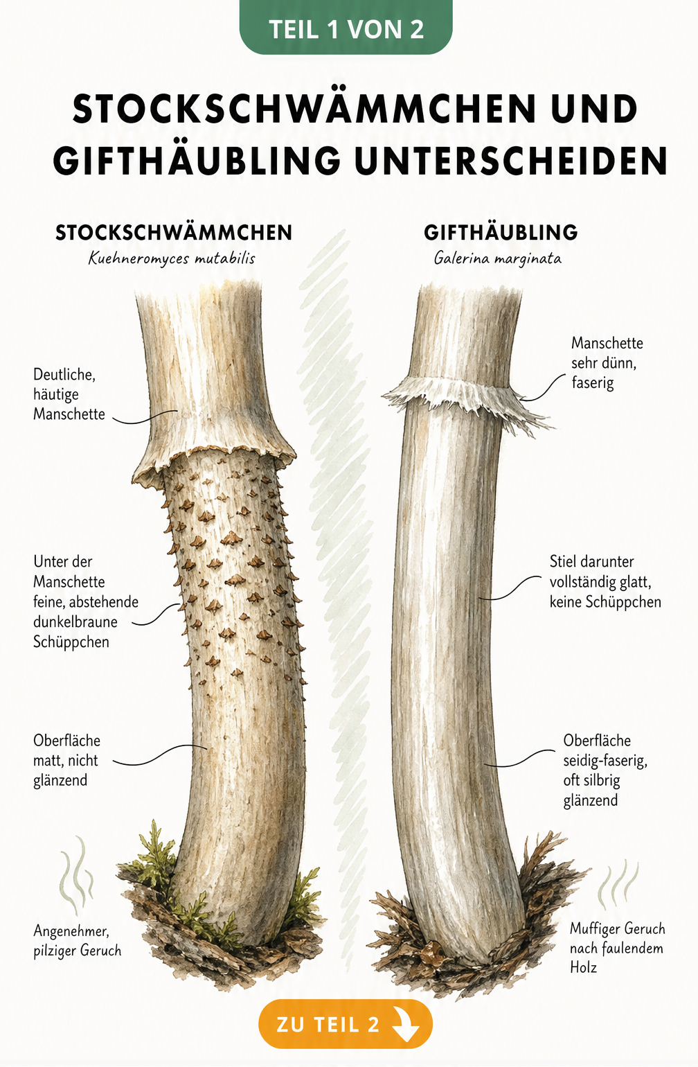 Illustration eines moosigen Baumstumpfs mit einer Gruppe Stockschwämmchen, Detailansicht des hygrophanen Huts und Querschnitt