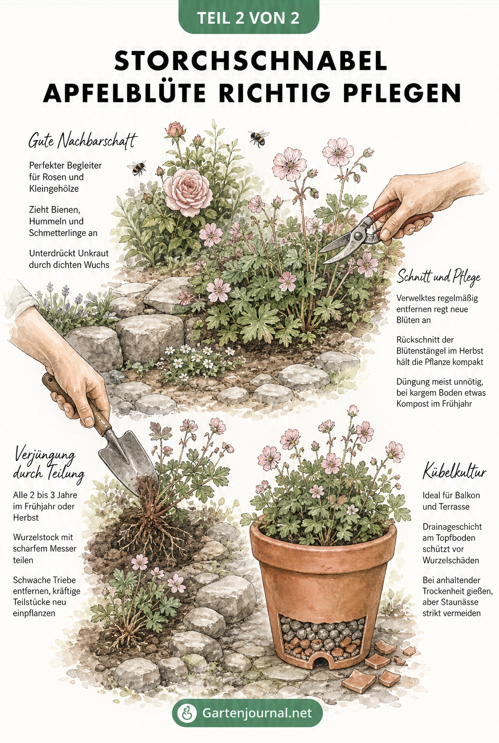 Illustration zur Pflege des Storchschnabels Apfelblüte im Gartenbeet und Kübel, inklusive Schnitt und Teilung
