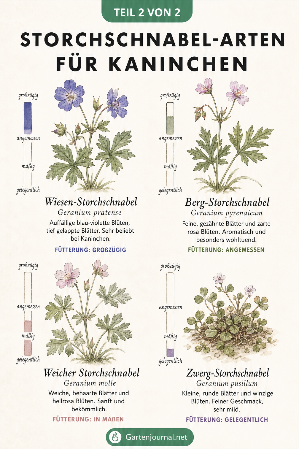 Botanische Illustration von vier Storchschnabel-Arten: Wiesen-Storchschnabel, Berg-Storchschnabel, Weicher Storchschnabel und Zwerg-Storchschnabel mit...