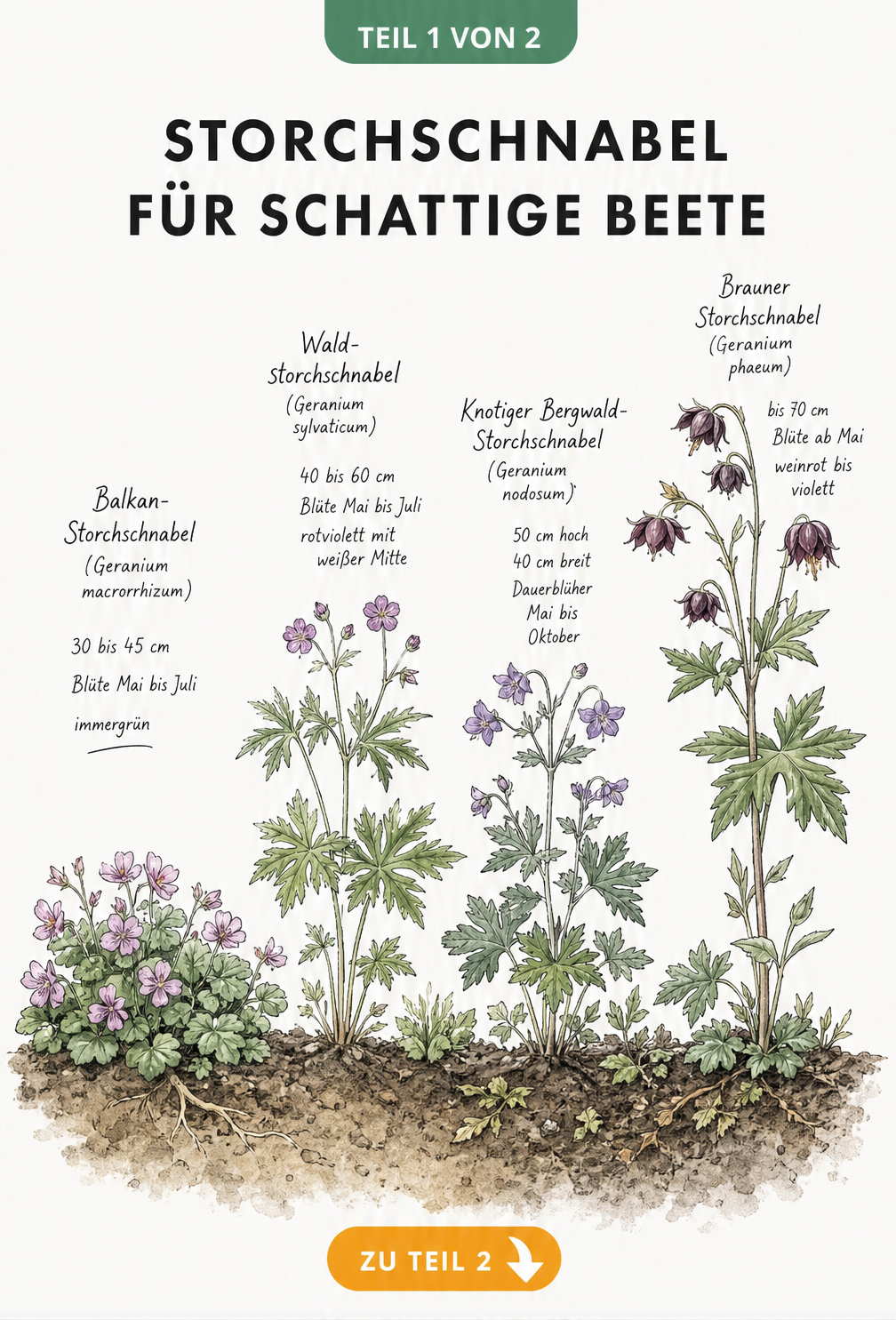 Illustration von vier Storchschnabel-Arten für den Schatten im Höhenvergleich: Balkan-Storchschnabel, Waldstorchschnabel, Bergwald-Storchschnabel und Brauner...