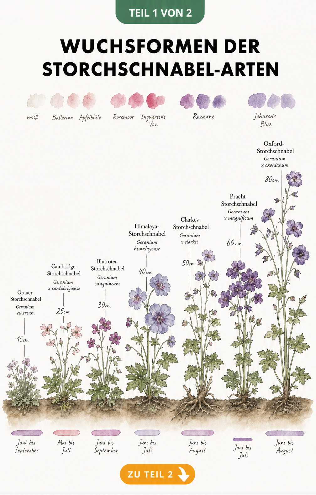 Botanische Illustration von sieben Storchschnabel-Arten mit Wuchshöhen, Blütezeiten und Farbspektrum